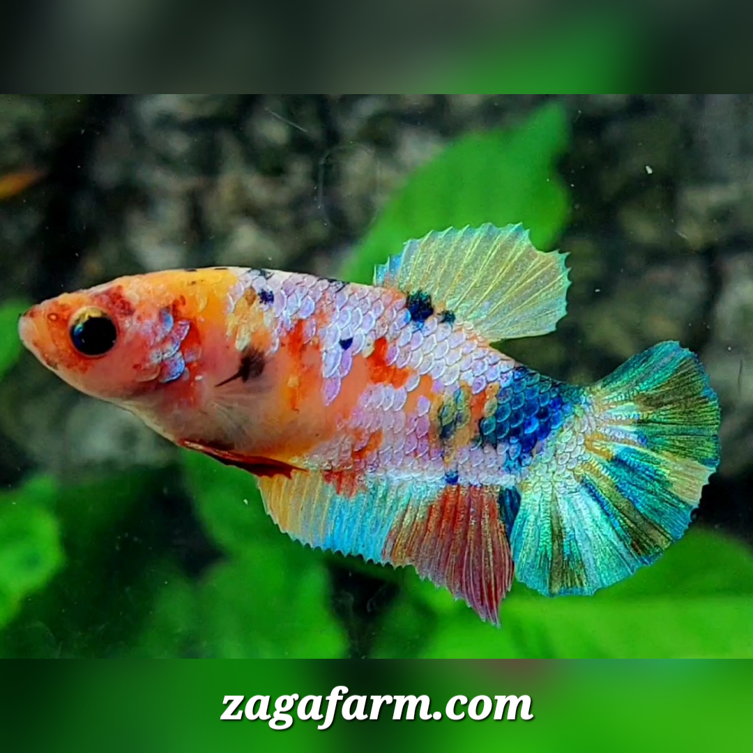 Multicolor Galaxy HMPK Female For Sorority / Breed