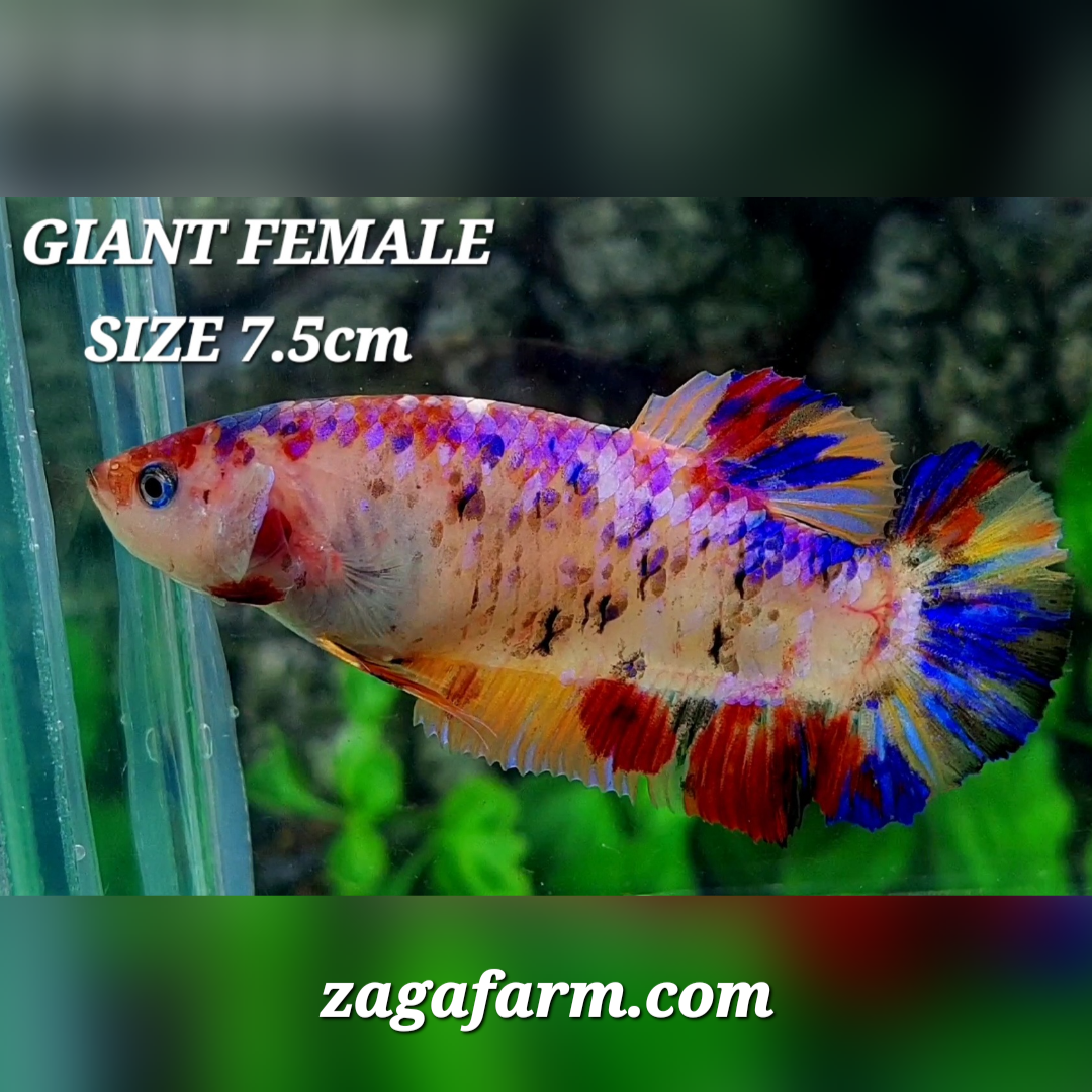 Multicolor Candy Galaxy JUMBO GIANT HMPK Female