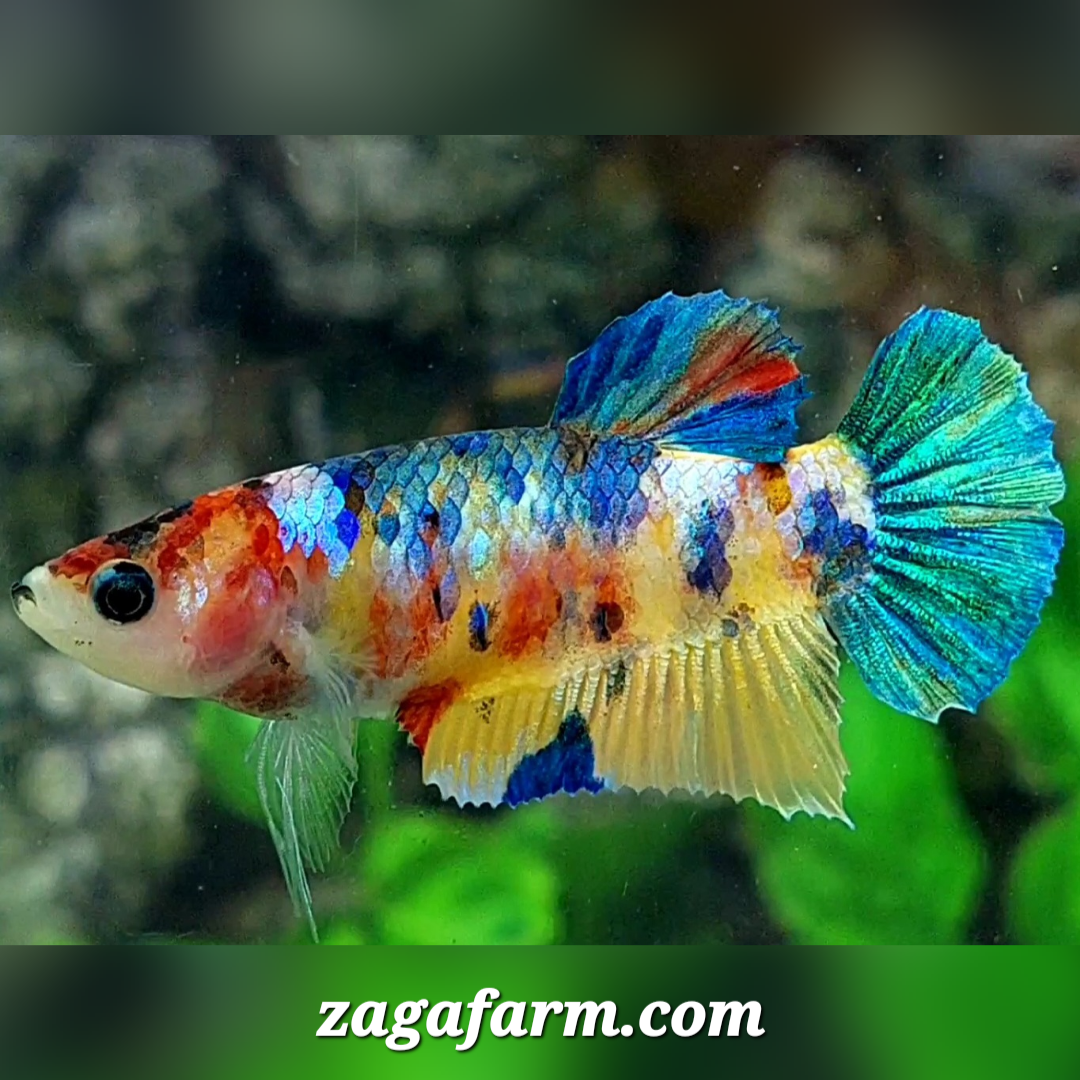 Multicolor Yellowbase Galaxy HMPK Female For Sorority / Breed