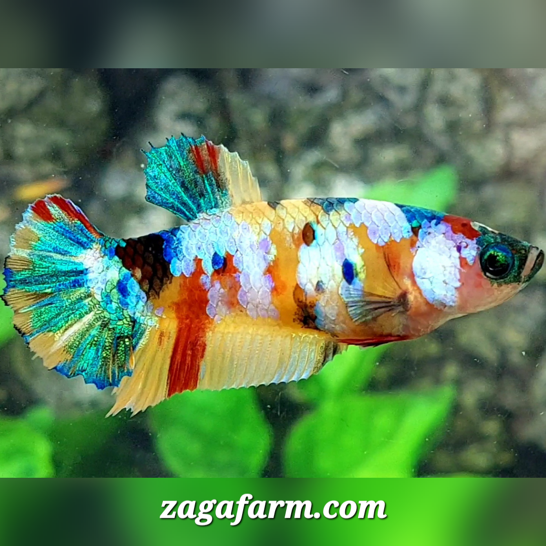 Multicolor Yellowbase Galaxy HMPK Female For Sorority / Breed