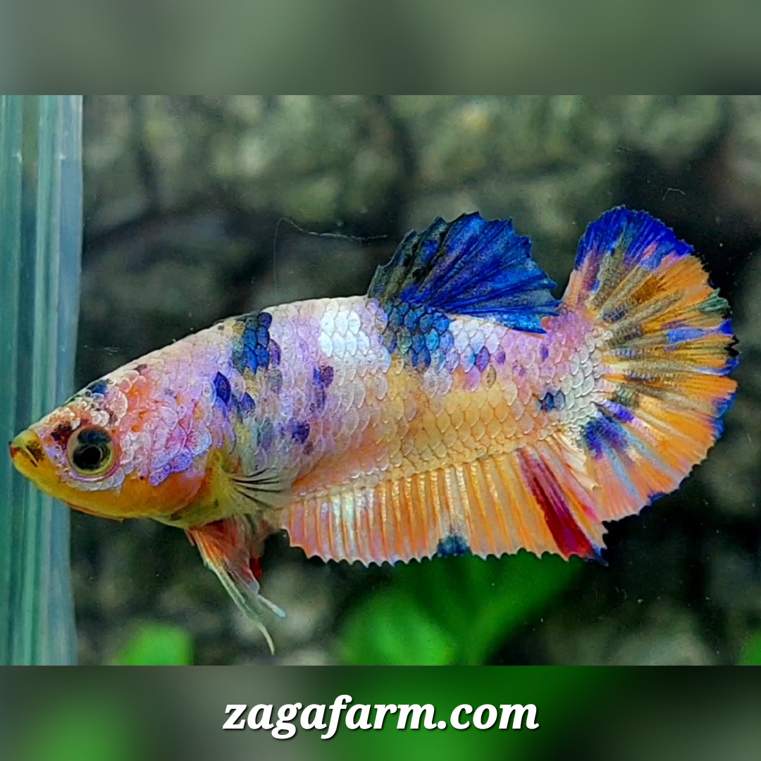 Multicolor Candy Pink Gold HMPK Female For Sorority / Breed