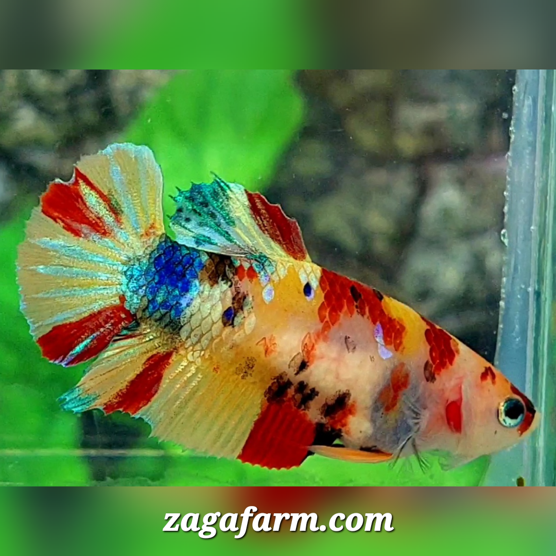 Multicolor Yellowbase Galaxy HMPK Female For Sorority / Breed