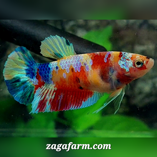 Multicolor Yellowbase Galaxy HMPK Female For Sorority / Breed