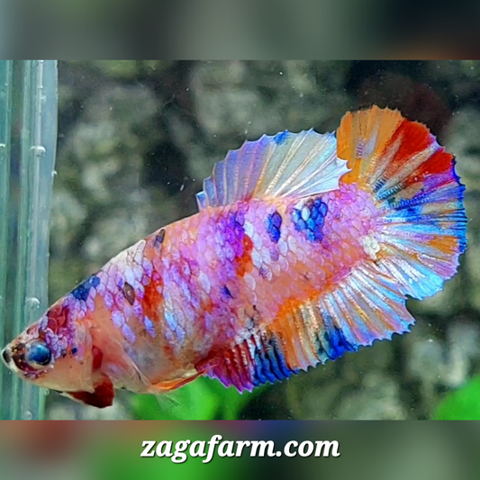 Multicolor Purple Pink Candy Galaxy HMPK Female For Sorority / Breed