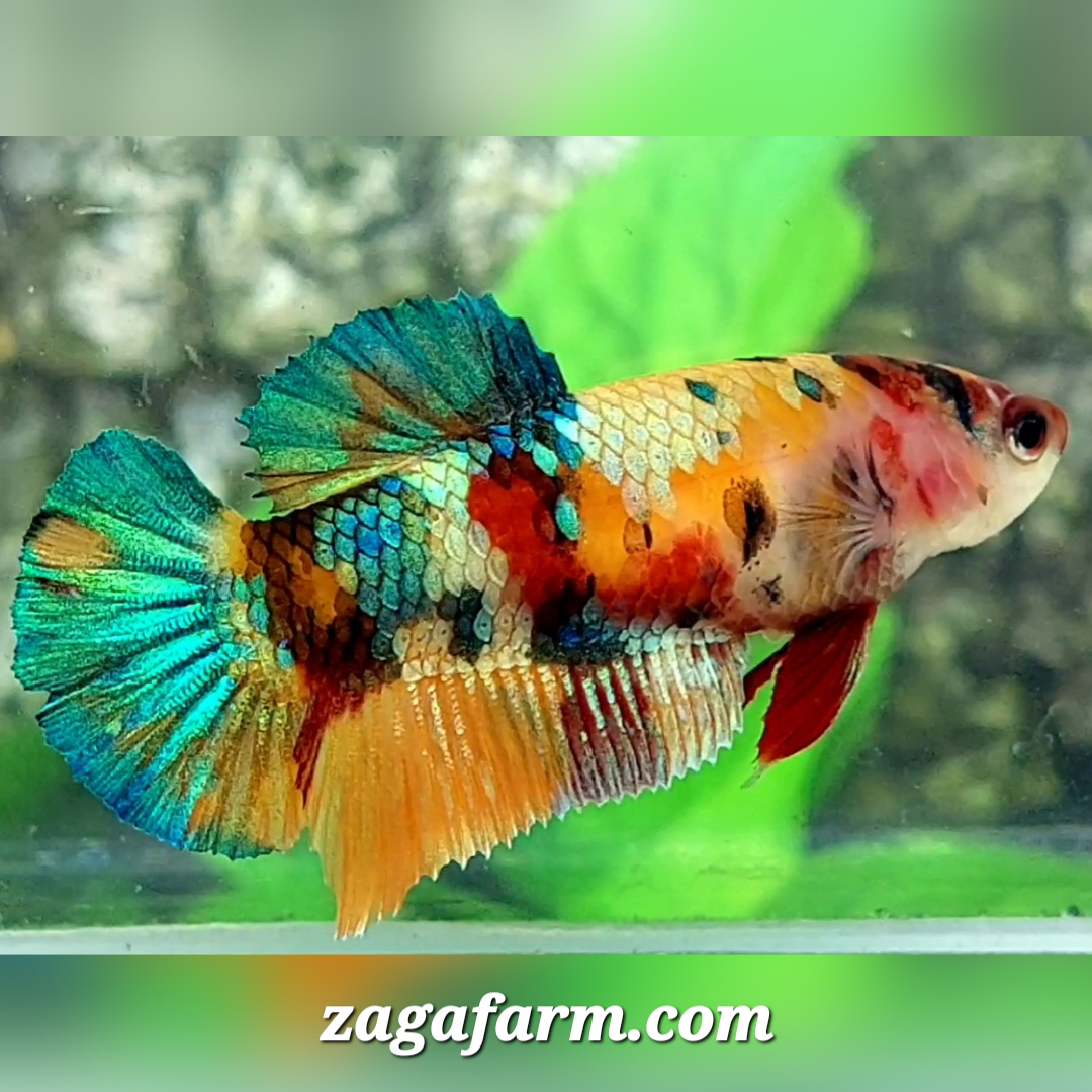 Multicolor Yellowbase Green Gold Galaxy HMPK Female For Sorority / Breed