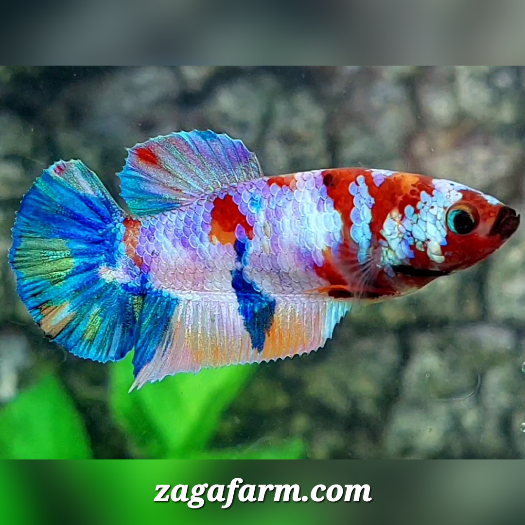 Multicolor Galaxy HMPK Female For Sorority / Breed