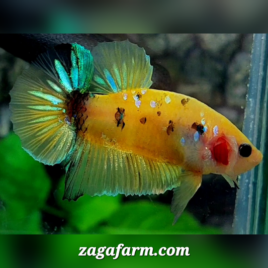 Yellow Koi Tiger Galaxy HMPK Male