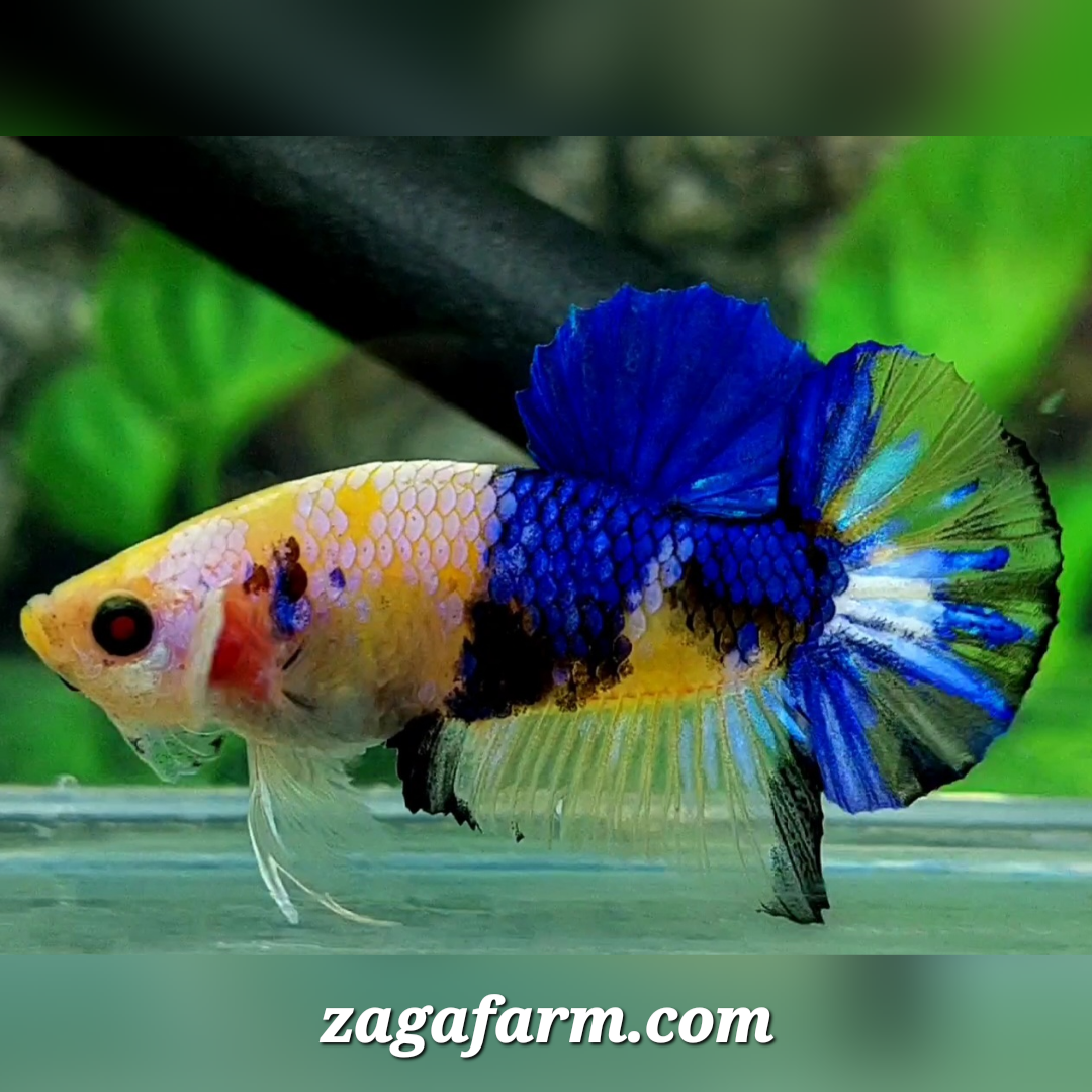 Yellow Blue Koi Galaxy HMPK Male