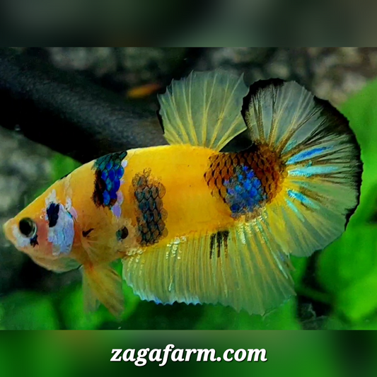 Yellow Koi Galaxy HMPK Male