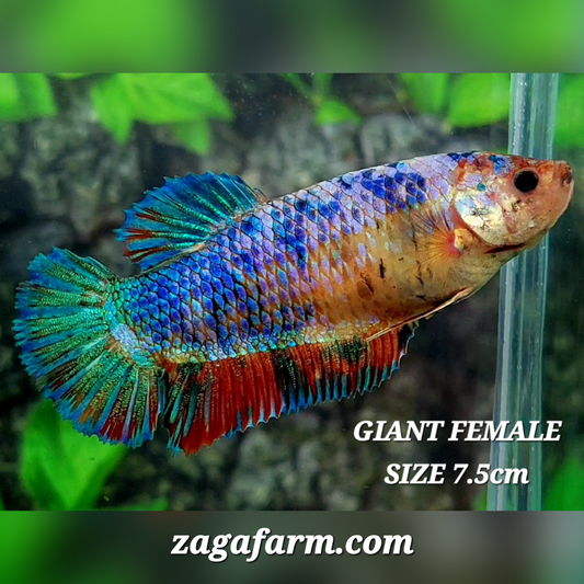 Multicolor JUMBO GIANT HMPK Female