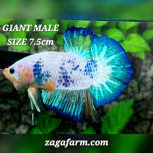 Pink Fancy Skyblue JUMBO GIANT HMPK Male