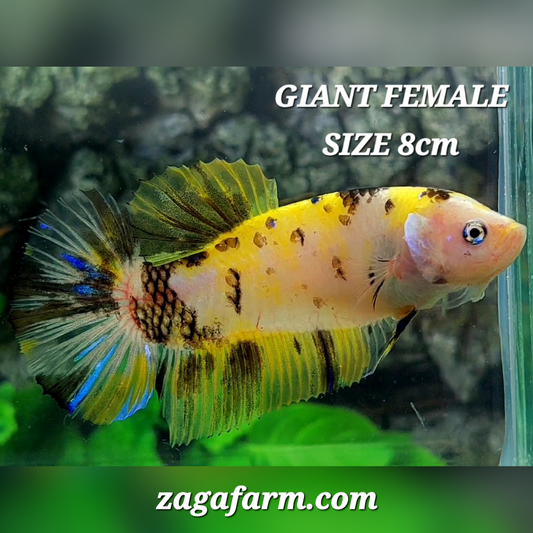 Yellow Koi Tiger JUMBO GIANT HMPK Female