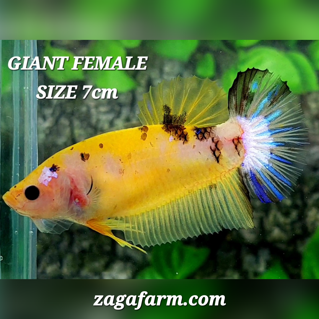 Yellow Koi Tiger JUMBO GIANT HMPK Female