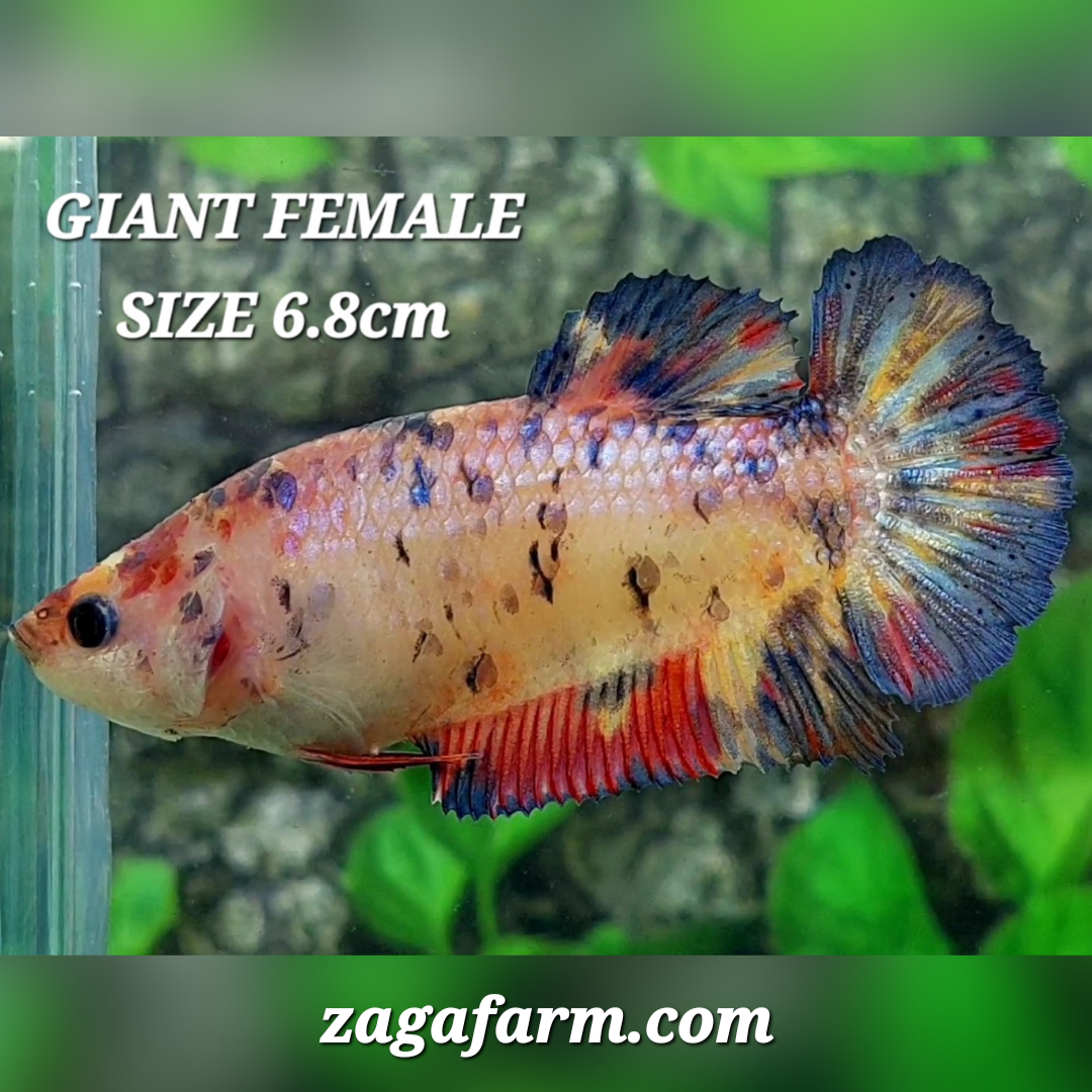 Multicolor Candy JUMBO GIANT HMPK Female