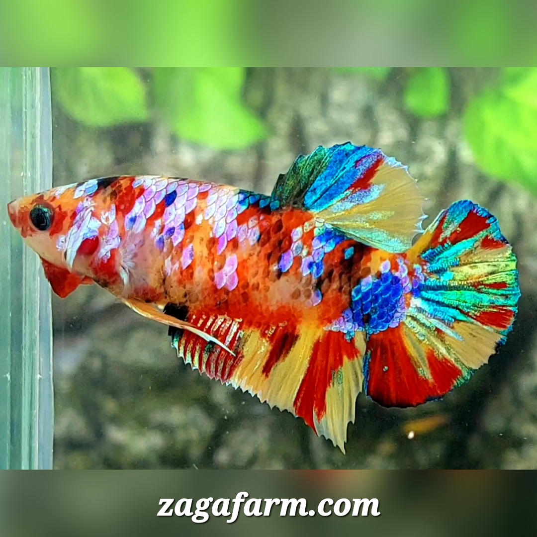 Multicolor Galaxy HMPK Female For Sorority / Breed