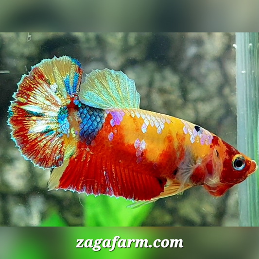 Multicolor Yellowbase Galaxy HMPK Female For Sorority / Breed