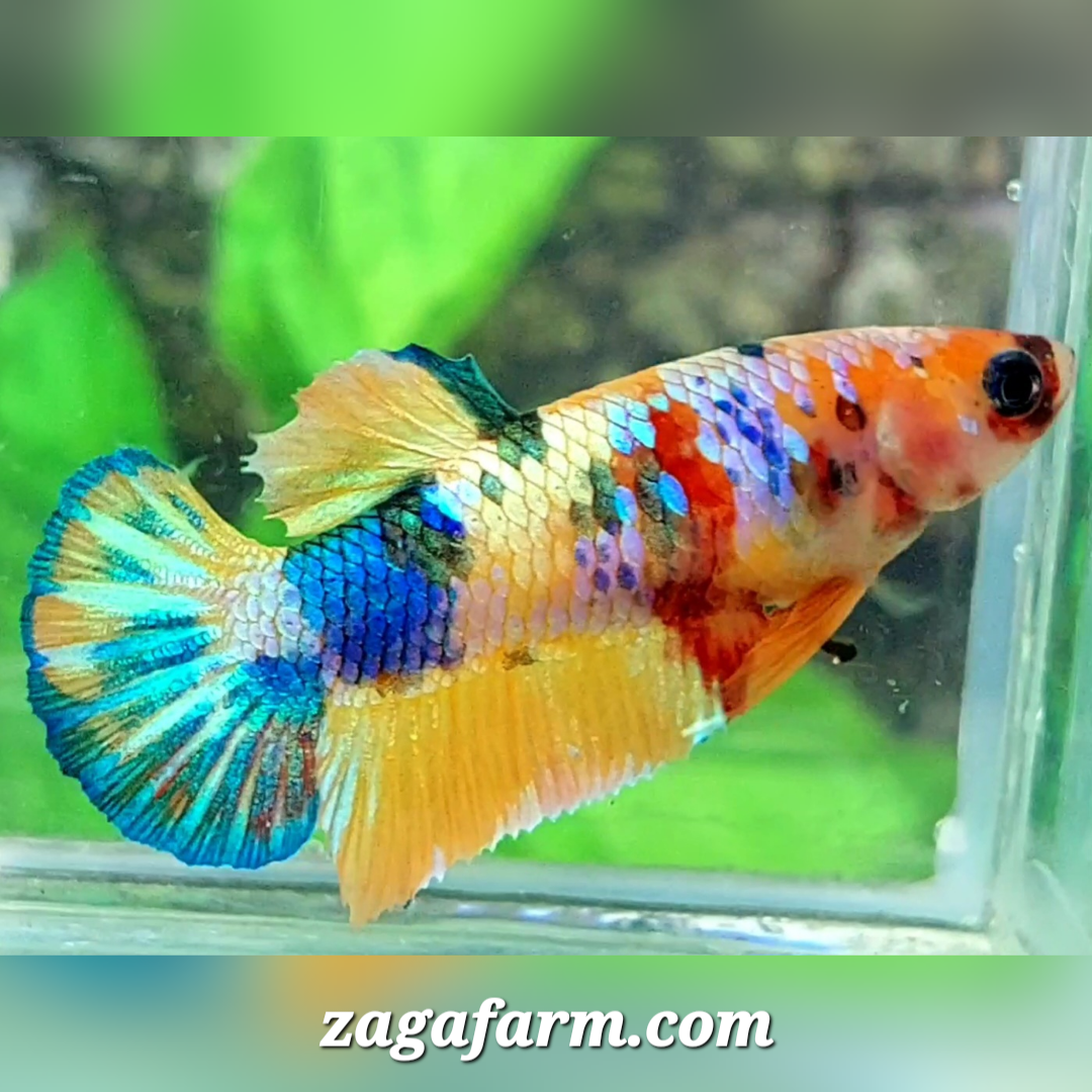 Multicolor Galaxy HMPK Female For Sorority / Breed