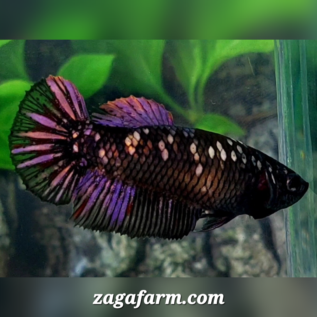 Blackstar Copper Purple HMPK Female For Sorority / Breed