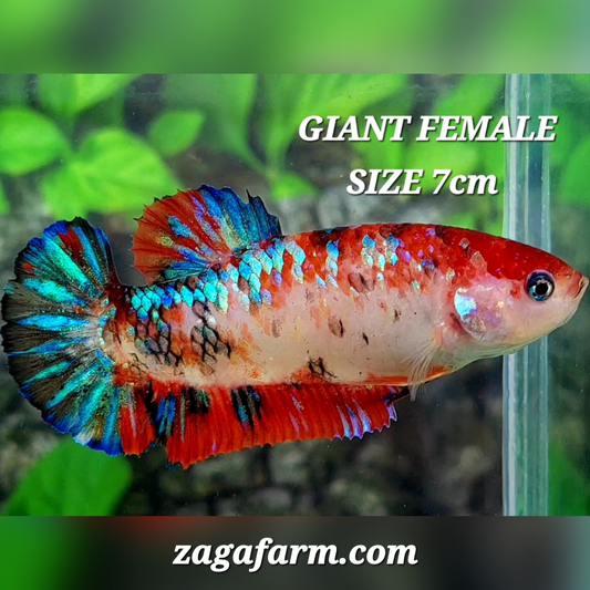 Red Koi Galaxy JUMBO GIANT HMPK Female