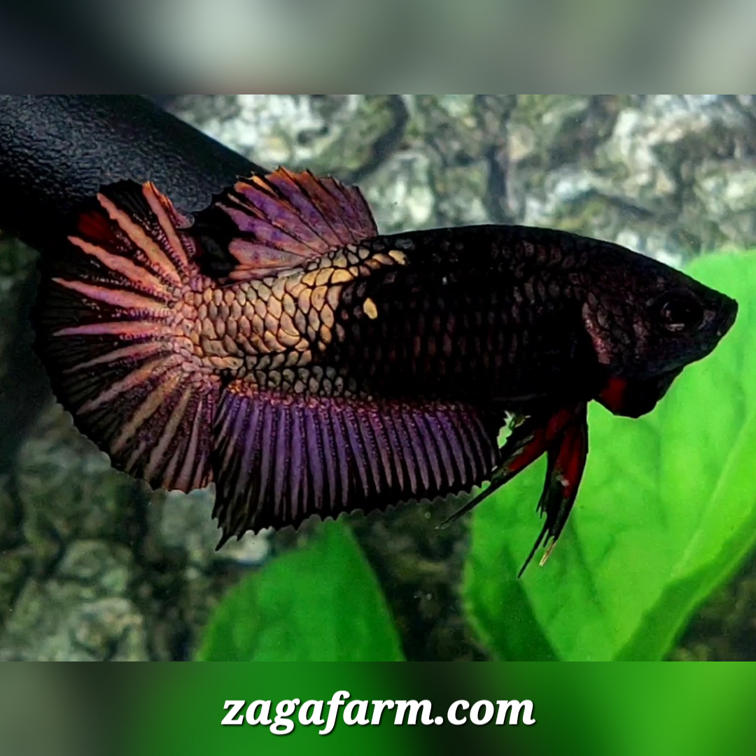 Blacklight Copper Purple Startail HMPK Female For Sorority / Breed