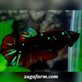 Red Blackstar Galaxy HMPK Female For Sorority / Breed
