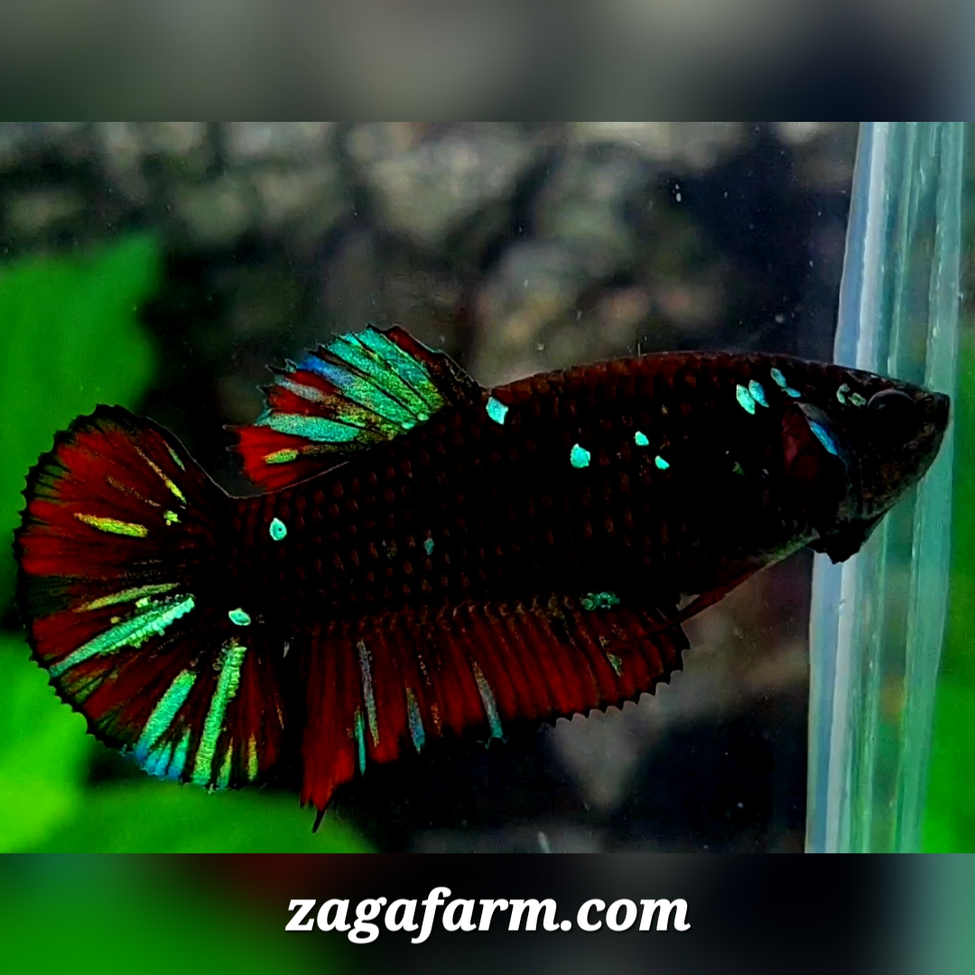 Red Blackstar Galaxy HMPK Female For Sorority / Breed