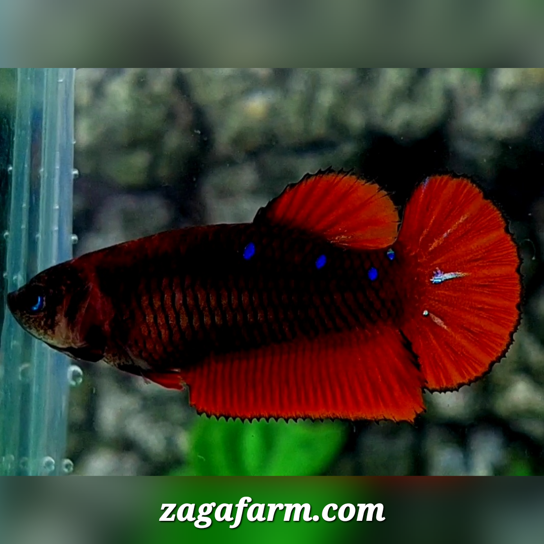 Red Black Devil Blue Galaxy HMPK Female For Sorority / Breed