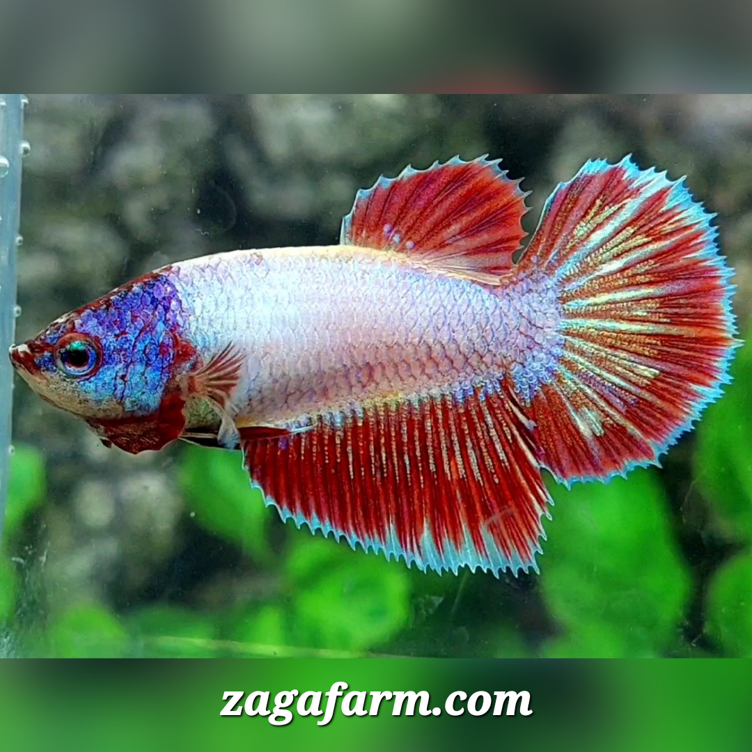 Purple Head Pink Red Fancy Halfmoon Female For Sorority / Breed