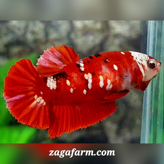 Red Koi Copper Galaxy HMPK Female For Sorority / Breed