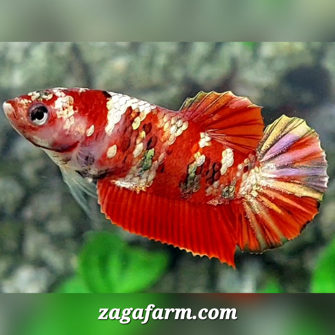 Red Koi Copper Gold Galaxy HMPK Female For Sorority / Breed