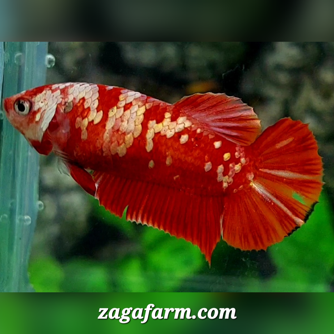 Red Gold Galaxy HMPK Female For Sorority / Breed