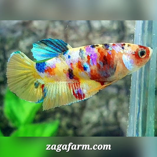 Multicolor Yellowbase Galaxy HMPK Female For Sorority / Breed