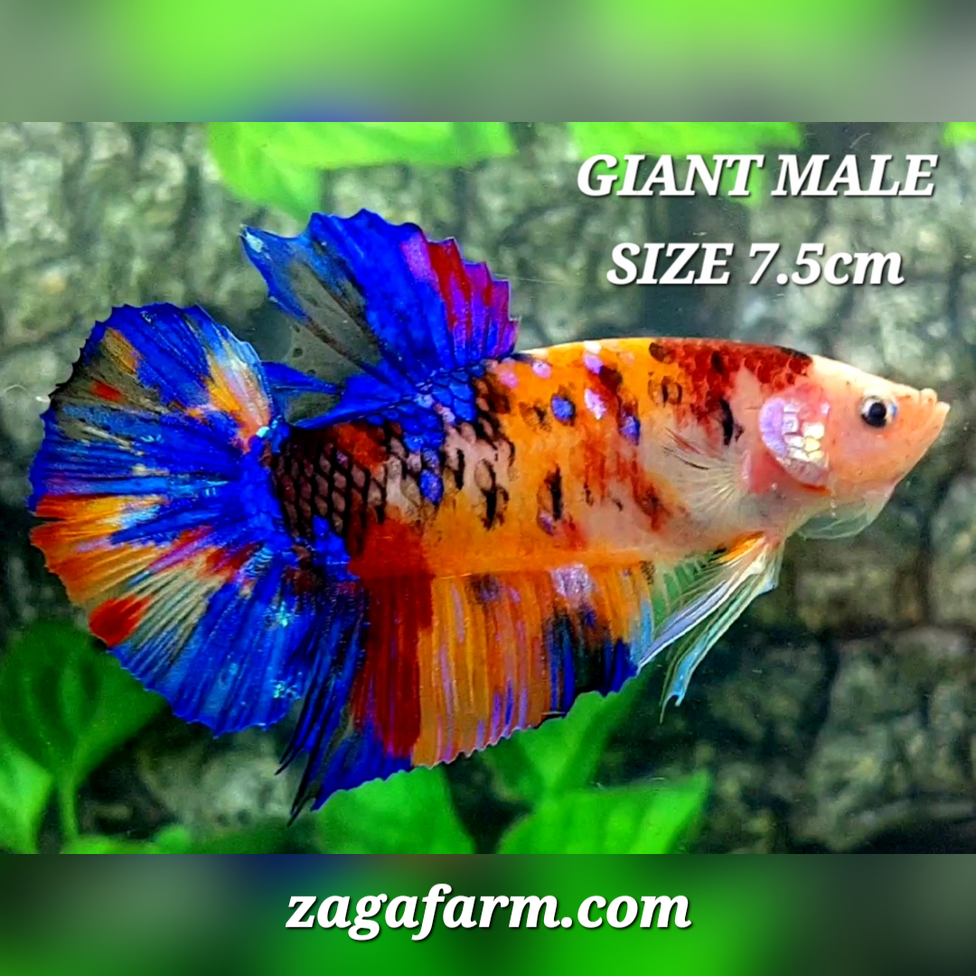 Multicolor Candy Galaxy JUMBO GIANT HMPK Male