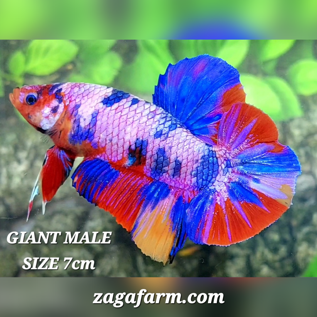 Multicolor Purple Candy JUMBO GIANT HMPK Male