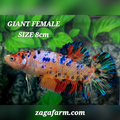 Multicolor Galaxy JUMBO GIANT HMPK Female