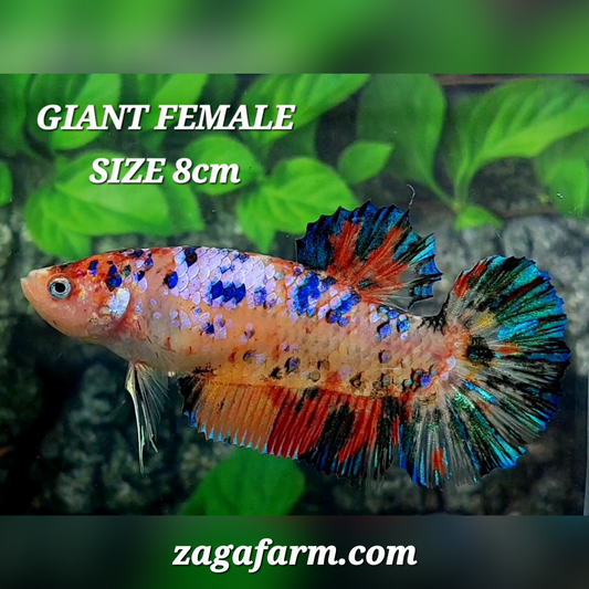 Multicolor Galaxy JUMBO GIANT HMPK Female