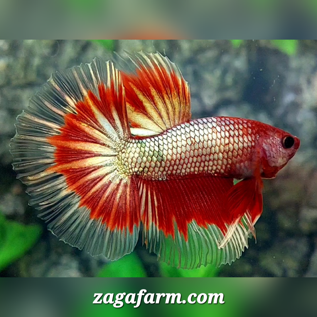 Red Fancy Copper Gold Butterfly Halfmoon Male