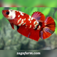 Red Koi Copper Galaxy HMPK Female For Sorority / Breed