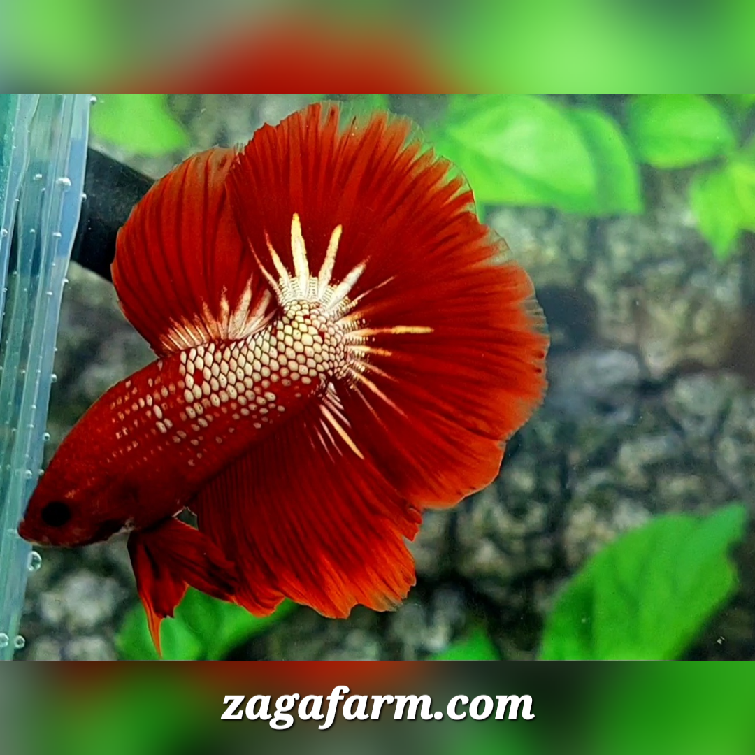 Red Fancy Copper Gold Halfmoon Male