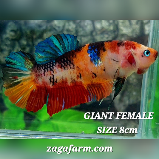 Multicolor Galaxy JUMBO GIANT HMPK Female