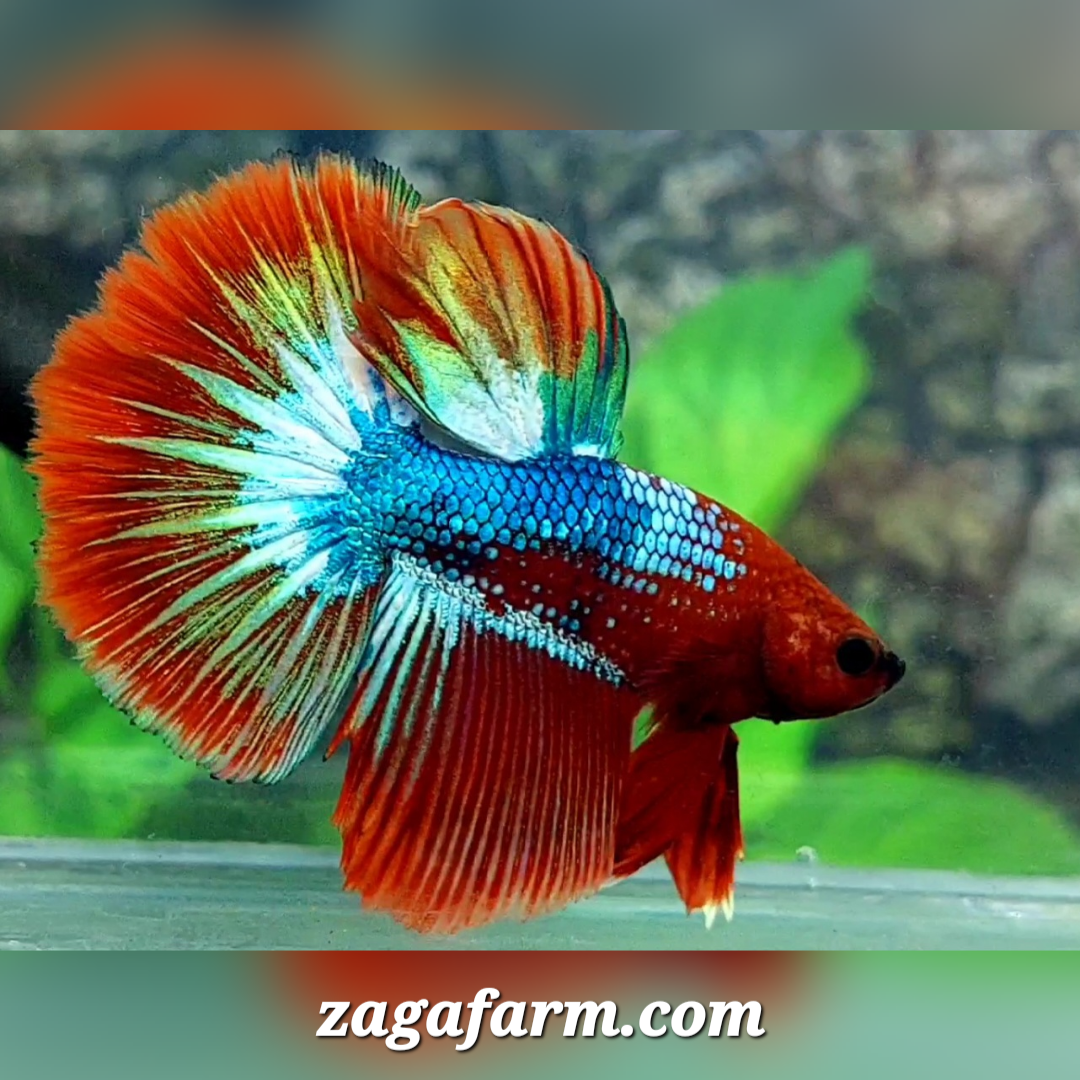 Fancy Hellboy Halfmoon Male