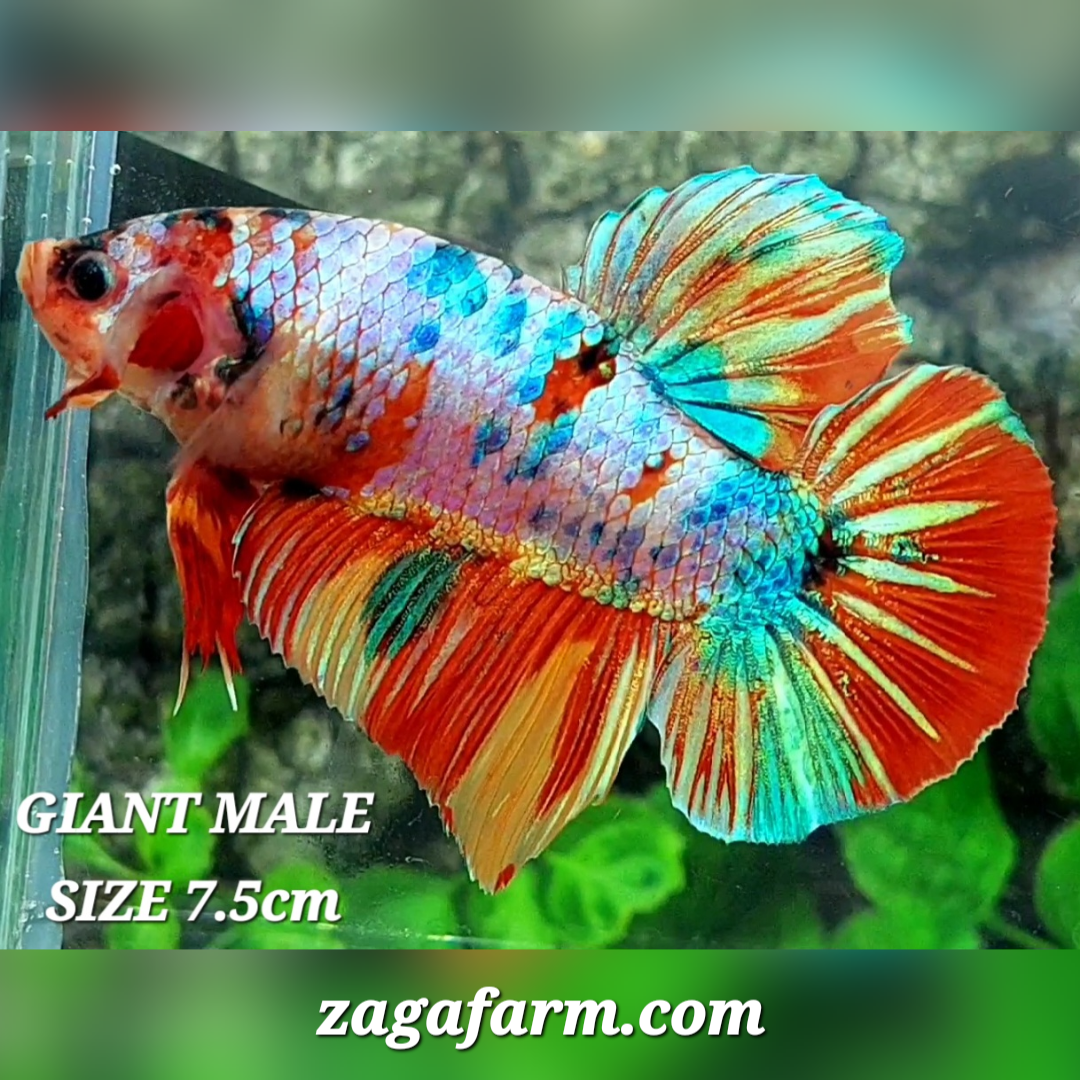 Multicolor Candy JUMBO GIANT HMPK Male