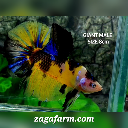 Yellow Tiger JUMBO GIANT HMPK Male