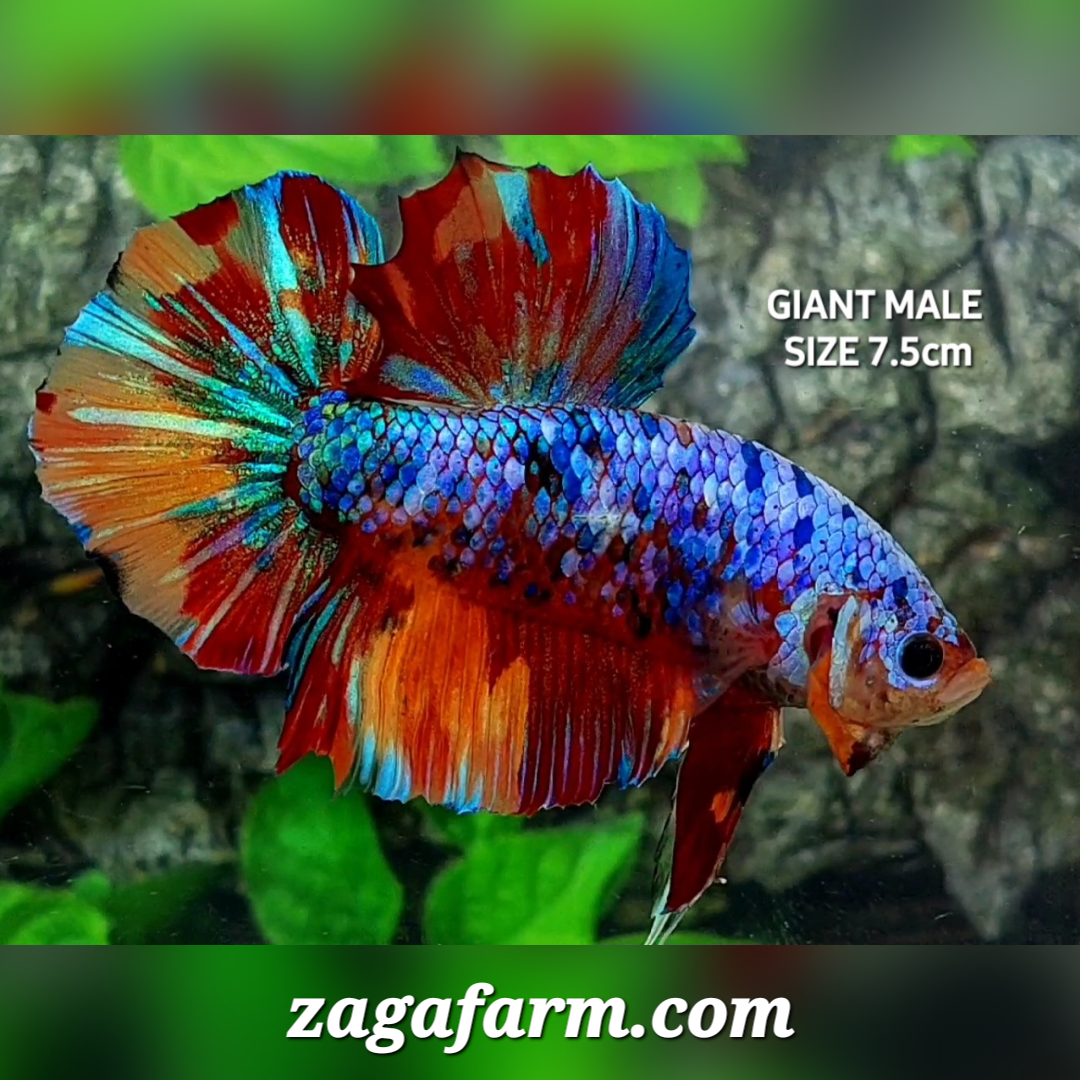 Multicolor Galaxy JUMBO GIANT HMPK Male