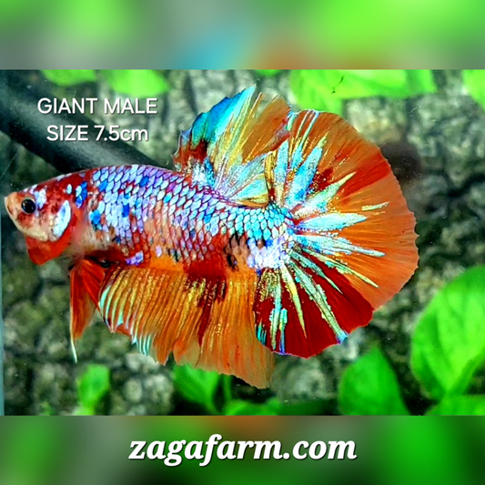 Multicolor Candy Galaxy JUMBO GIANT HMPK Male