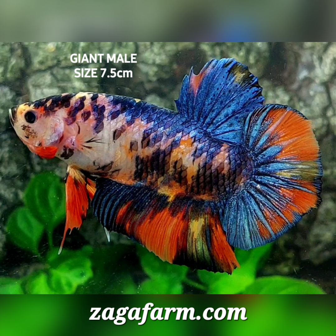 Multicolor Candy JUMBO GIANT HMPK Male