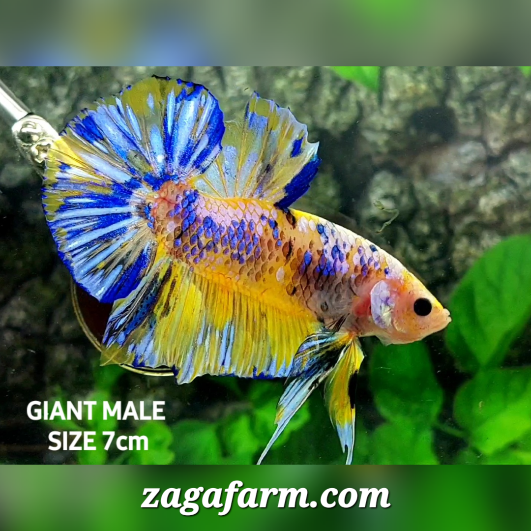 Yellow Blue Galaxy JUMBO GIANT HMPK Male