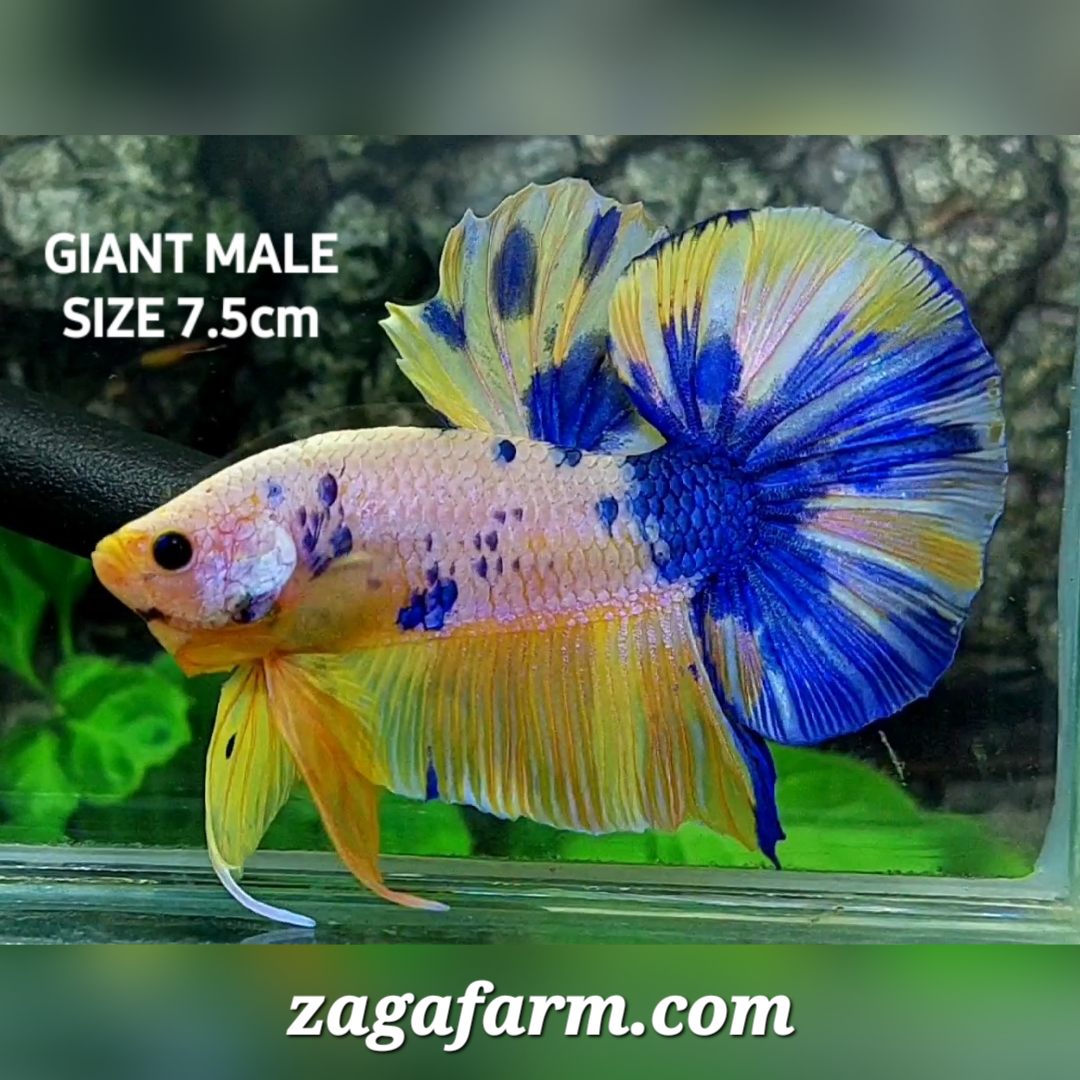 Yellow Pink Blue Candy JUMBO GIANT HMPK Male