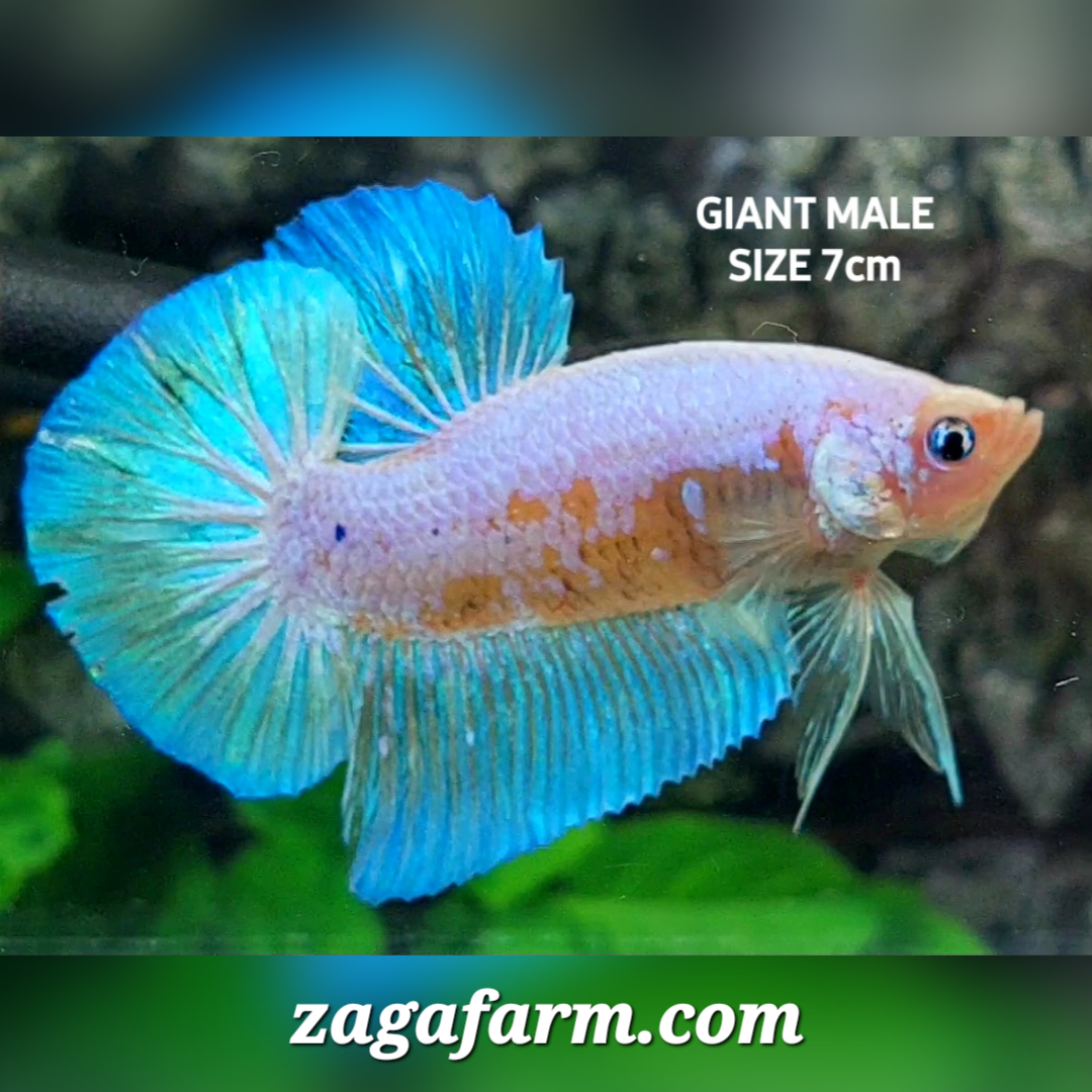 Samurai Pink Skyblue JUMBO GIANT HMPK Male