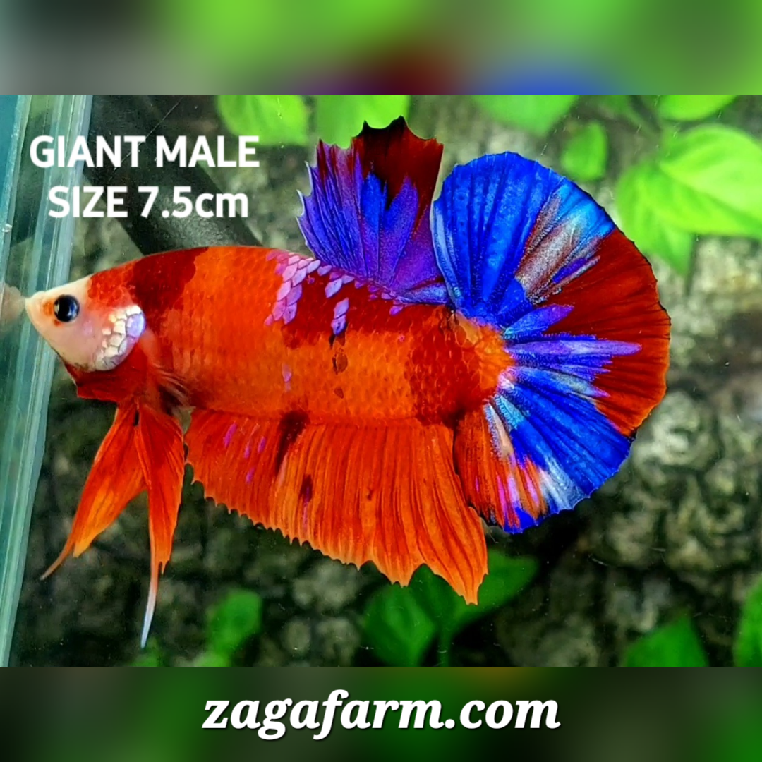 Multicolor Candy Galaxy Monkey Face JUMBO GIANT HMPK Male – Zaga Farm